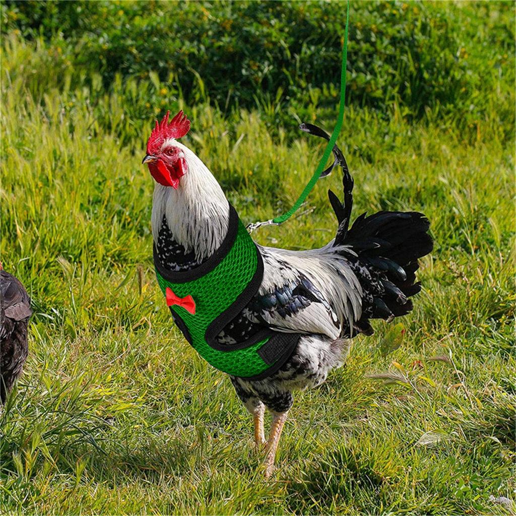  Chicken Rope With Leash And Matching Belt,Comfortable Hen Pet Vest
