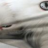 3D Digital Printing 2/3pc Animal Cat Pattern Quilt Cover Pillowcase Double Bed Set Cover Quilt Soft Microfiber Bedding Set