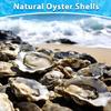 Concave Oysters Shell for Crafts Oysters Shell Bulk, for Home Vases Filler,Xmases Ornament,DIY Art and Crafts Sea Shell