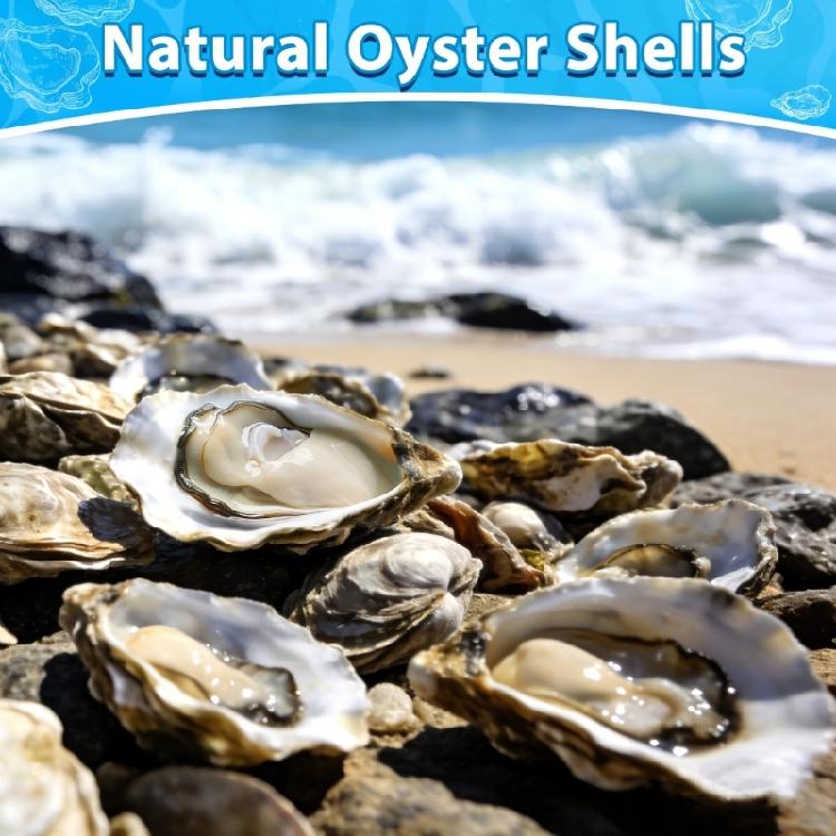 Concave Oysters Shell for Crafts Oysters Shell Bulk, for Home Vases Filler,Xmases Ornament,DIY Art and Crafts Sea Shell