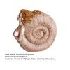 Retro Conch Girl Figurine Sea Snail Women Statue Sculpture Indoor Outdoor Home Office Desktop Bookshelf Decoration Ornament