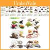 25 Piece Detailed Pvc Insect Growth Cycle Card Set With Realistic Worms Ladybugs Frogs And Snails