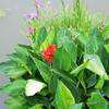 Aquatic Canna Lily Floating Island Plant Kit