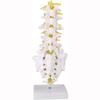Human lumbar spine model, lumbar spine educational model, spine model, 32cm life-size human lumbar spine model, for education and medical research