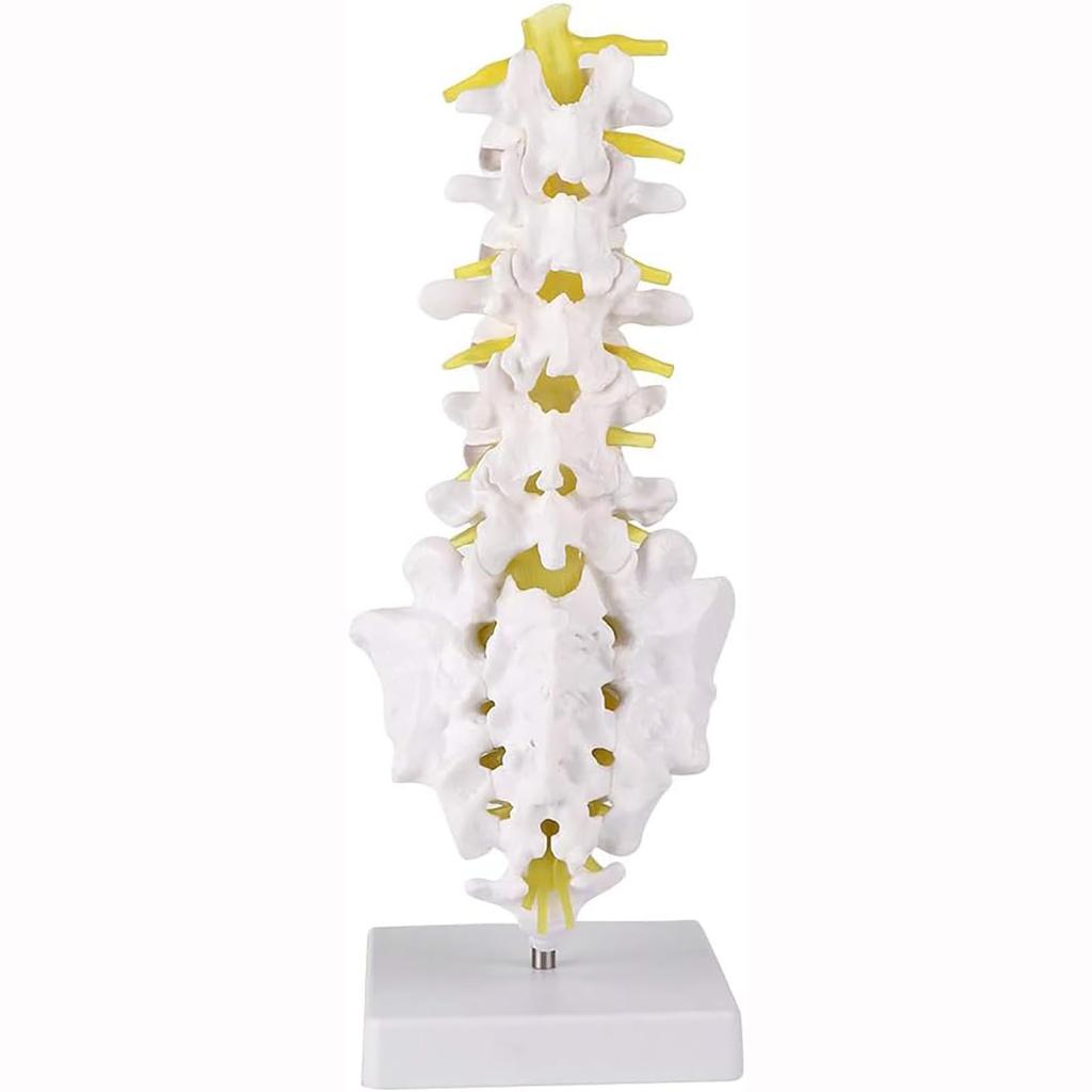 Human lumbar spine model, lumbar spine educational model, spine model, 32cm life-size human lumbar spine model, for education and medical research