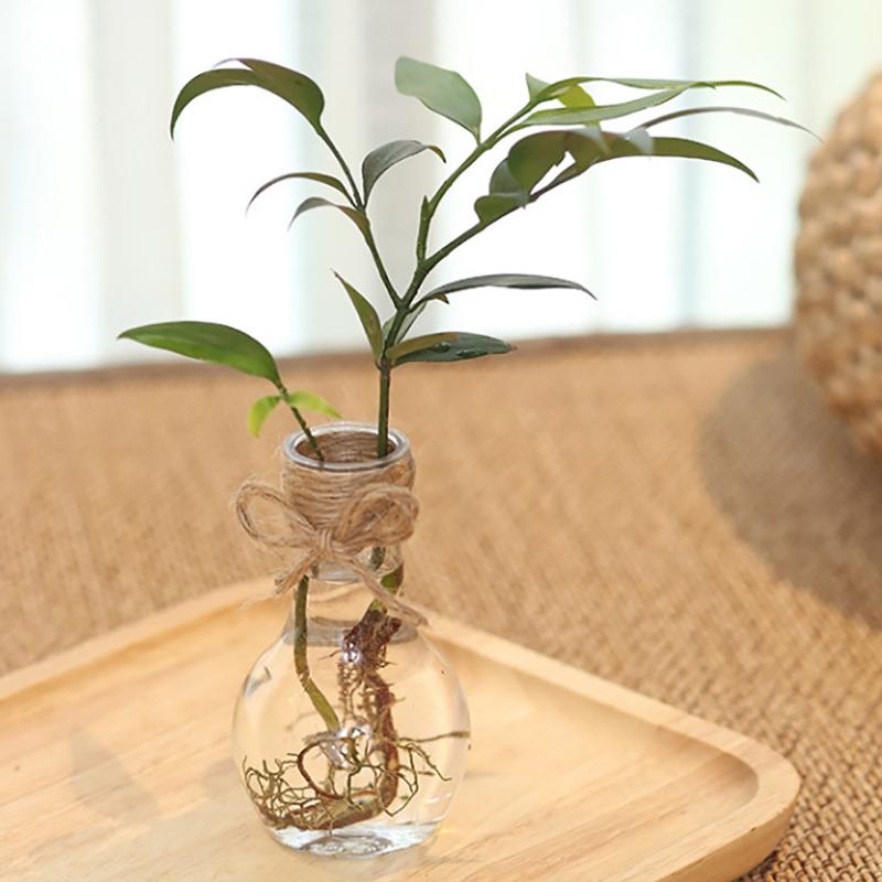 Transparenter Blumentopf Vase Hydrokulturbehälter Miniaturlandschaft Kunststoff Öko-Flasche Heimdekoration