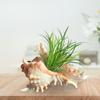 2/3/5PCS Sea Shell Plant Pot 4.7 Inch Natural Conch Air Plant Holder Seashell Decor Planter Flower Container Art Craft for Home