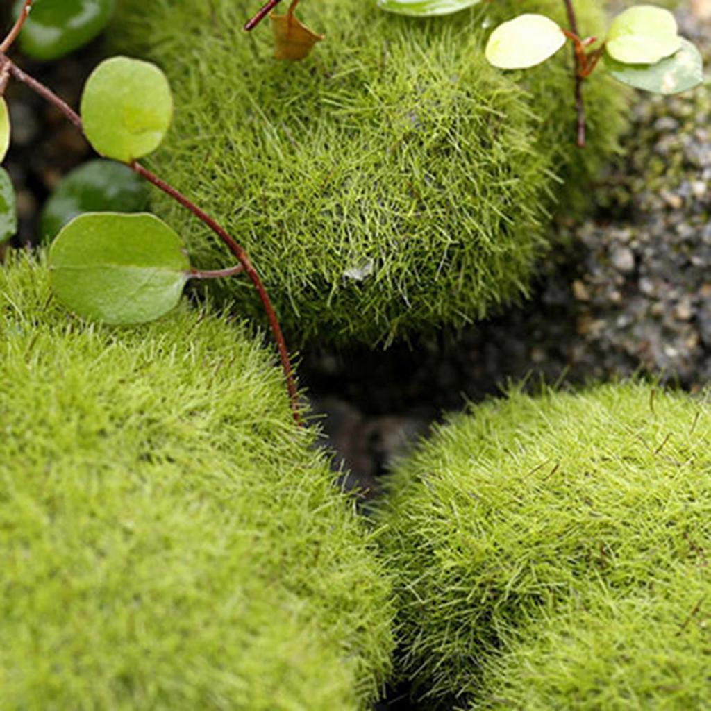 New 1 Pc Miniature Stone Moss Dollhouse Garden Craft Fairy Bonsai Plant Decor