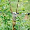 PE pruning tape, stretchable self-adhesive grafting tape, horticultural/garden fruit tree protection transparent film