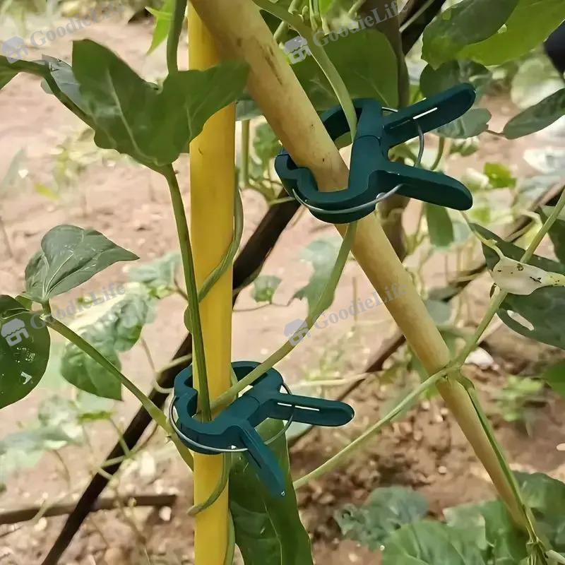 30 Stück Grüne Pflanzenklammern für Tomaten, Blumen – Gartenstützklemmen Kunststoff