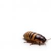 Gândac de peșteră | Elliptorhina Javanica | Hrană vie | Hrană pentru reptile, păianjeni tarantule și țestoase
