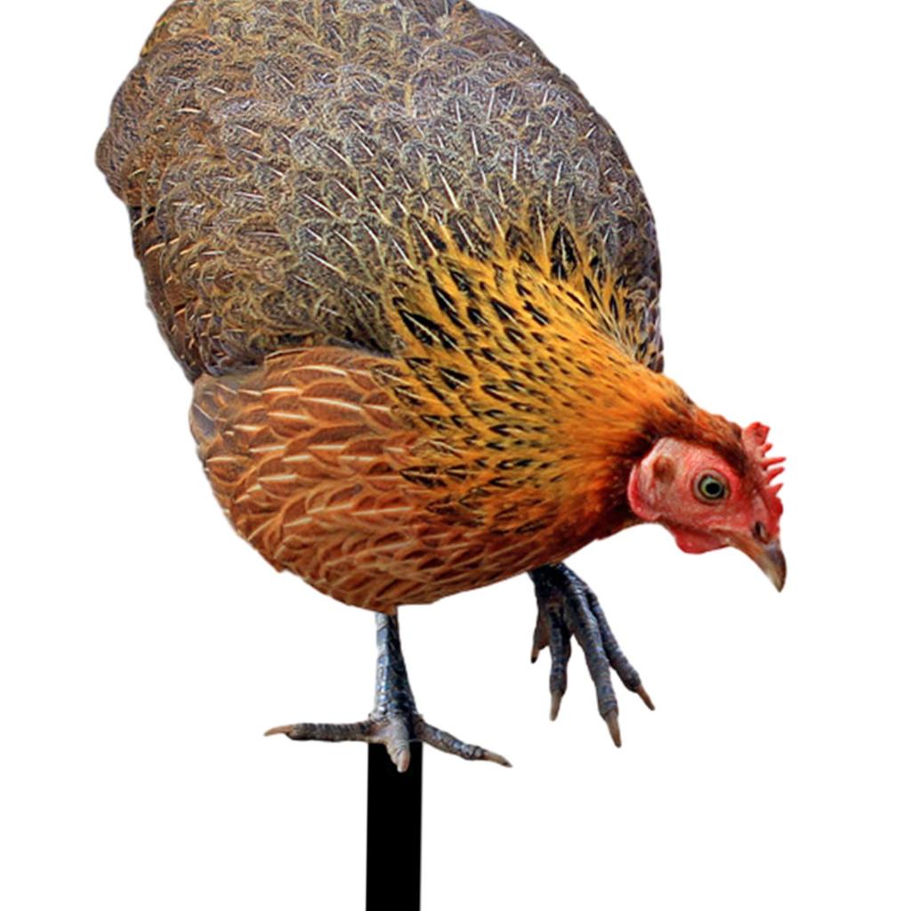 Rooster Yard Stake Hen Realistic Chicken Sculpture for Farm Pathway Patio