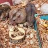 Giocattoli Arricchenti per Criceti Giocattolo Snuffle in Legno per Conigli Giocattolo Interattivo in Legno Dispenser di Premi per Gerbilli Ratti