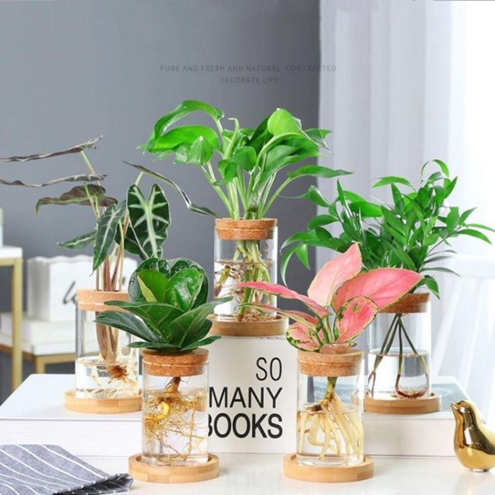 Transparent Hydroponic Plants Flower Pot Thickened Round Transparent Glass Pots Mini Glass Ecological Glass Vase Living Room