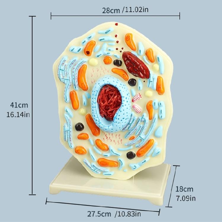 Cell Anatomy Model Nucleus Animal Cell Model Biology Science Model Biology Learning Aid for Classroom Display