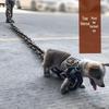 Humorous Pet Supplies: Thick Plastic Dog Chain Leash for Prank Walks