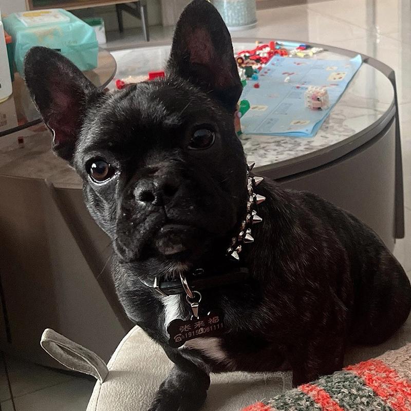 PU Dog Collar with Spike Rivet Adjustable Anti-Bite Pet Collars for Small Medium Large Dogs Bull Terrier Doberman Pinscher