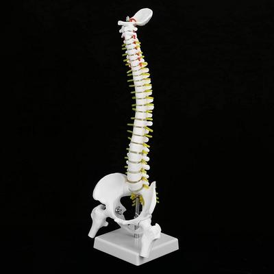 Biologiskt Modell 45cm Anatomisk Flexibel Mänsklig Ryggrad Kotpelare Ländryggskurva Modell Anatomi Ryggrad Medicinskt Undervisningsverktyg