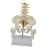 Human Pelvis Skeleton Model with Vertebrae Teaching Tools 5 Parts Assembled Children Educational Toy