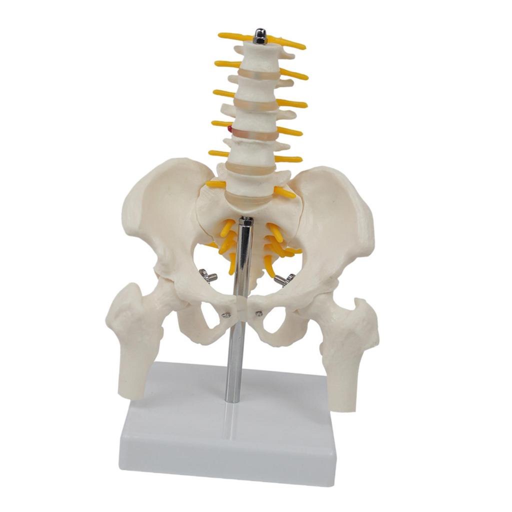 Human Pelvis Skeleton Model with Vertebrae Teaching Tools 5 Parts Assembled Children Educational Toy