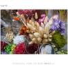 SONY (Sony) Wide Angle Single Focus Lens Full Size FE 24mm F2.8 G Lens Digital Single Lens Alpha ...