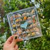 Acrylic Large Transparent Seashell and Stones Display Box with Magnetic Multi-Grid Storage
