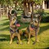 German Shepherd Resin Sculpture: Large Wolfdog Model for Courtyard Decor