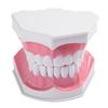 Adult Dental Teeth Model and Toothbrush with Removable High Grade Teeth Teaching Model