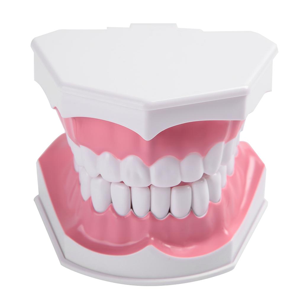 Adult Dental Teeth Model and Toothbrush with Removable High Grade Teeth Teaching Model