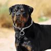 Dog Training Slip Chains Heavy Metal Dog Choke Collar Adjustable Chrome Plated P Chain Dog Collar for Pet Puppy Medium Large Dog