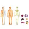 Anatomy Model Human Anatomy Model Body Puzzle 3D Body Puzzle STEM Toys  Toy for Kid