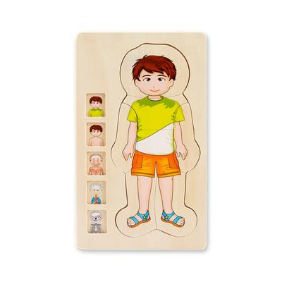 Pädagogisches mehrschichtiges 3D-Holzpuzzle für Kinder: Struktur des menschlichen Körpers, biologisches Wachstum, Veränderung, kognitives Puzzle