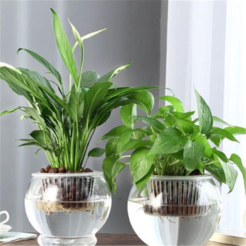 Self-Watering Round Hydroponic Vase
