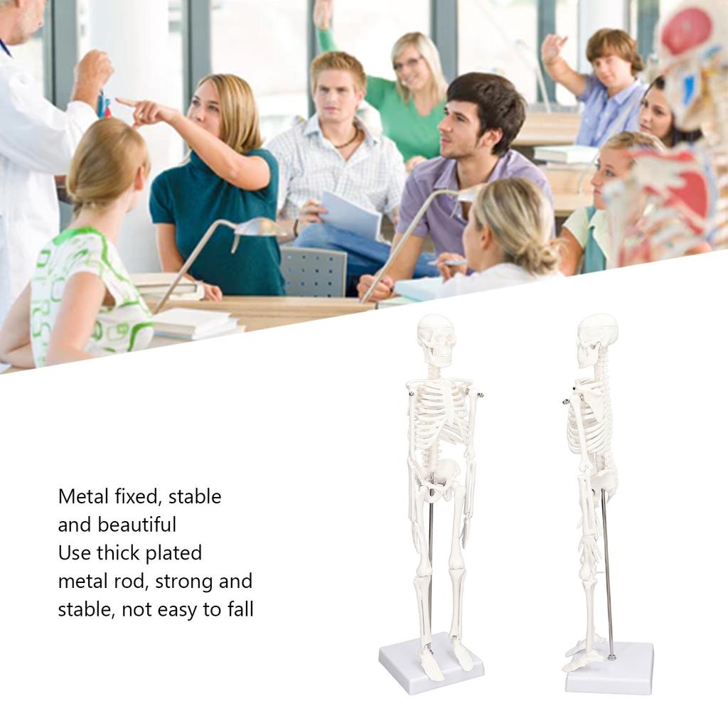 45CM Mini Skeleton Model PVC Human Body Bone Structure with Movable Arms Legs and Stand