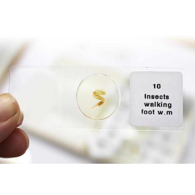 25/50/100 Pcs Prepared Premade Microscope Slides Set Basic Biological Science Education with Wooden for Case