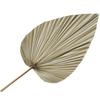 Nordic Style Large Cattail Leaf Fan Dried Flowers Sunflower Leaves Palm Leaves Aesthetic Flower Arrangement Material Wedding Sha