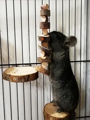 Hamster Konijn Kauwspeeltje Natuurlijke Houten Stokjes voor Klein Huisdier Chinchilla Cavia's Eekhoorns Tanden Slijpen Speeltje Huisdierbenodigdheden