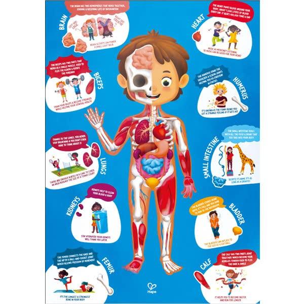 Hape Body Structure Puzzle 100 x 50 x Ages Wooden Play Toy E1635 2.3cm 3+