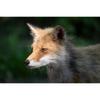 Tamron 50-400mm F/4.5-6.3 Di III VC VXD for Nikon Full Frame Mirrorless Cameras
