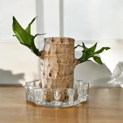 Farms Crystal Cut Glass Pot for Brazilian Wood Plant | Ideal Glass Container for Lucky Brazil Wood Plant | Best Glass Bowl Home Decor