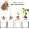Colorful Transparent Avocado Hydroponic Vase Glass Avocado Seed Starter Vase Plant Seed Growing Kit Gardening Lovers Home Decor