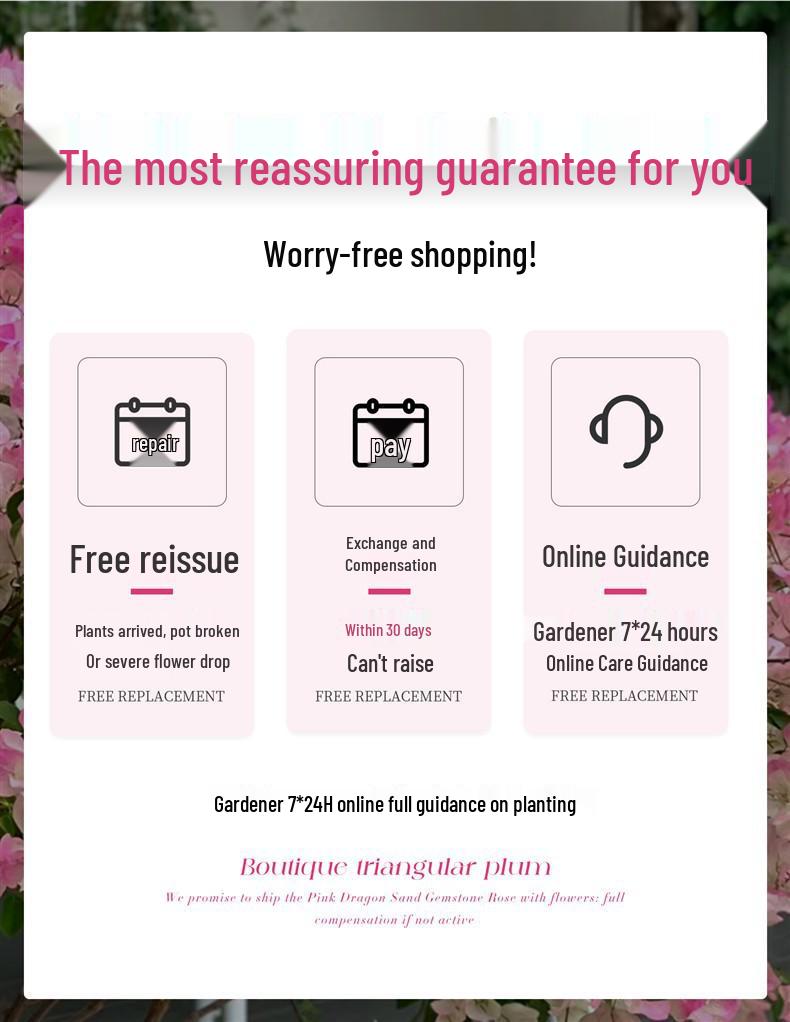 Large Bougainvillea Climbing Plant with Flowers - Indoor/Outdoor Greenery for Balcony and Courtyard
