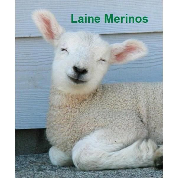 Matelas 19 cm 80x190 Mousse Poli Lattex Indformable Trs Ferme Protge Matelas Oreiller Mmoire de Forme