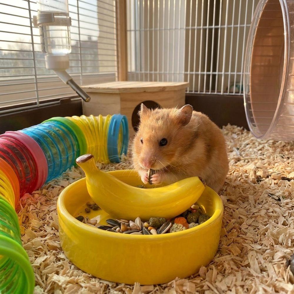 Wide Mouth Pet Feeding Bowl Fruit Shape Tortoise Feeding Dish Bird Feeding Dish  Small Pet
