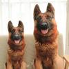 German Shepherd Dog Plush Super Cute 3D Dog Sleeping Sewn Soothing German Toy, Large, Lifelike, Realistic, Squishy, Cushion, Pillow, Wrap, Gift, Toy,