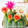 Decorațiuni pentru casă – Flori decorative şi coroane de flori