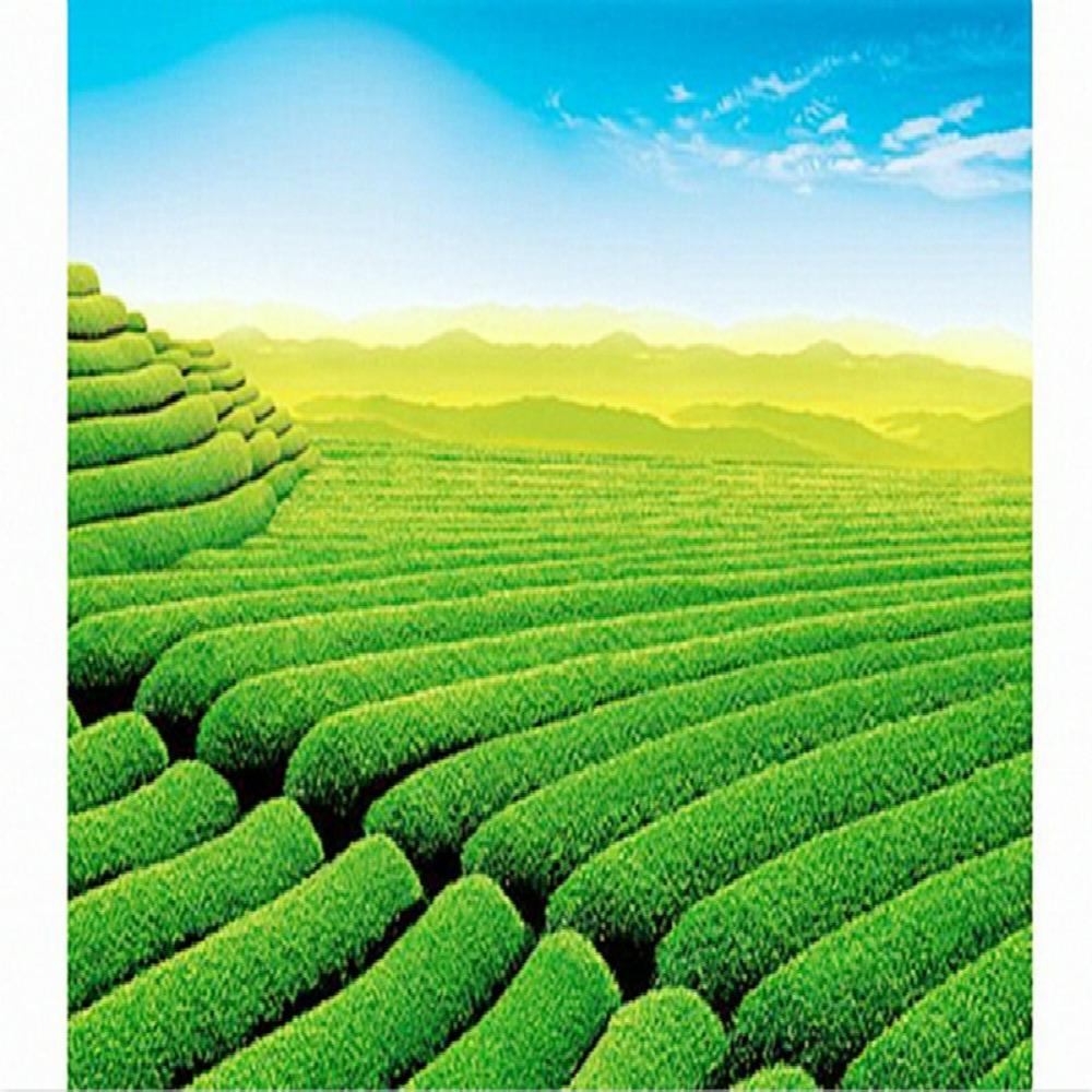 100g Caicheng White Moonlight Puer Raw Tea, Fragrant Old Pu Erh Moonlight Beauty