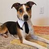 Tie For Dog Cat Universal Velcro Elegant Wedding Outfit Size S