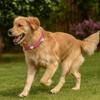 Adjustable Reflective Dog Collar Leather Dog Necklace Durable Rivets Pet Collar  Pet Supplies