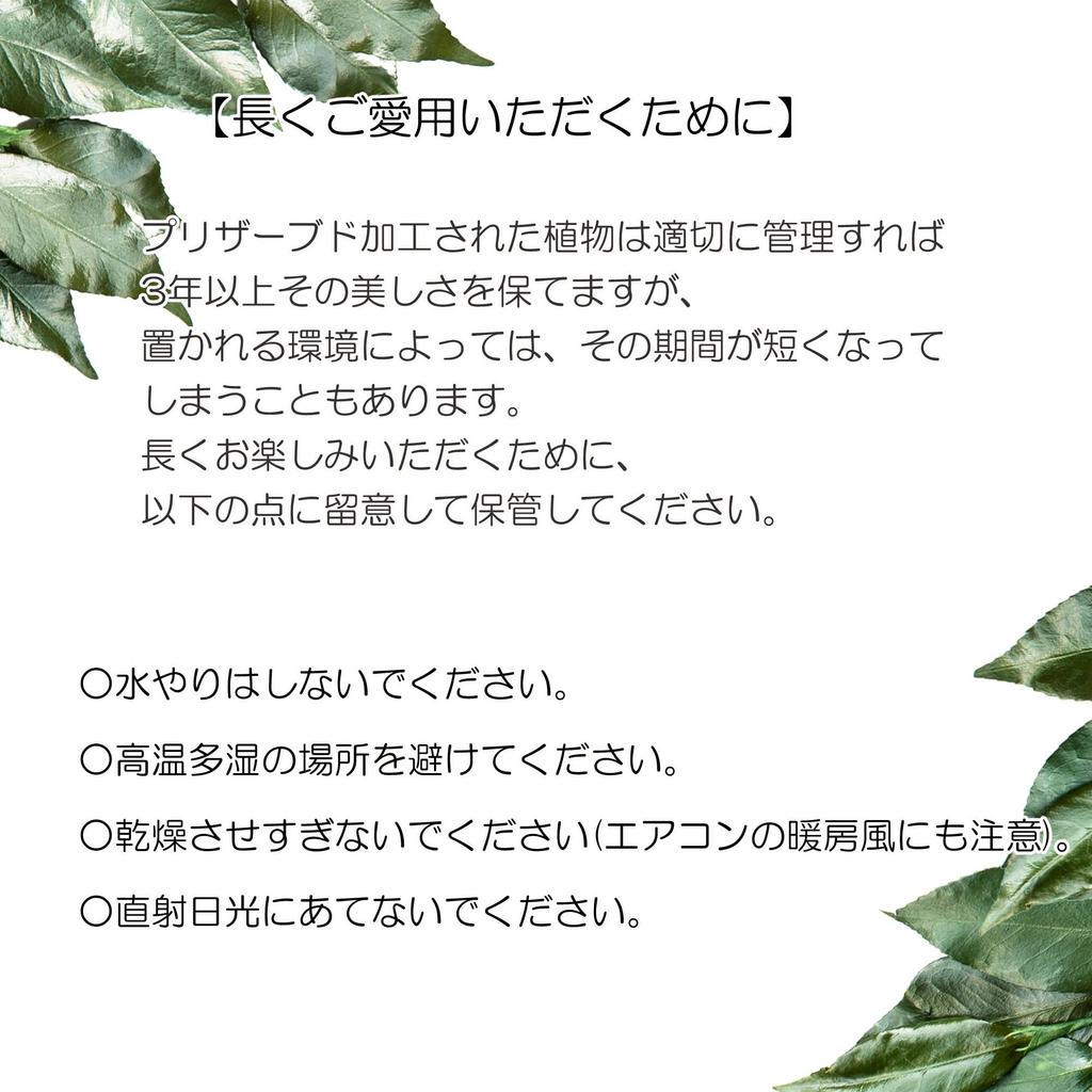 A&K Premium Preserved Sakaki Trees (Golden Arajin Pine Pair Approx. 17cm Tall x 6cm Wide) No Water Changes Required, Maintains Beauty, Made with